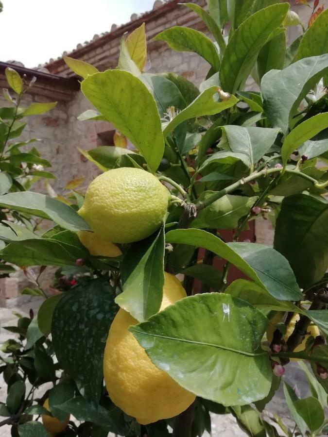 B&B Casagrande Quercegrossa Dış mekan fotoğraf
